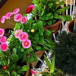 Florencja Albergue