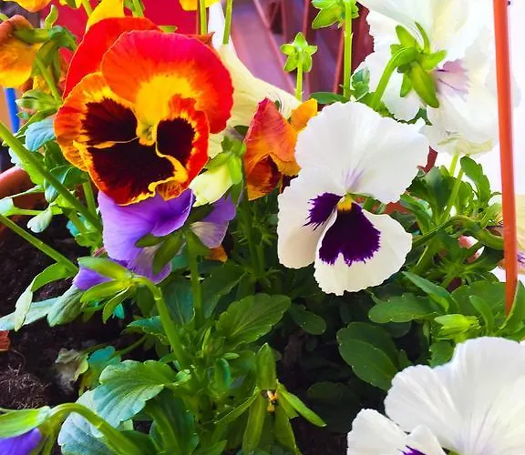 Florencja * Wieliczka